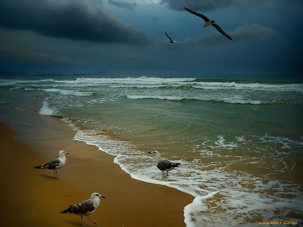 Береговая чайка. Море берег Чайки. Море птицы. Чайки над морем. Море Прибой Чайки.